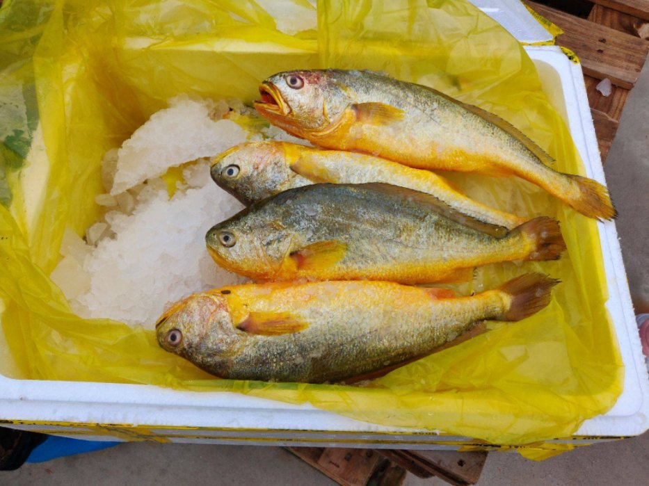 30种最常吃的深海鱼