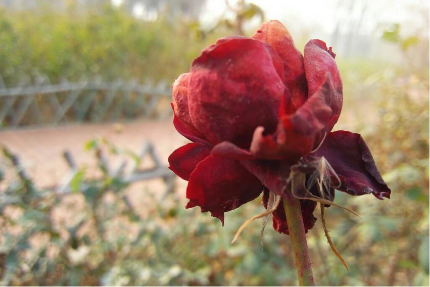 庸人自扰的意思