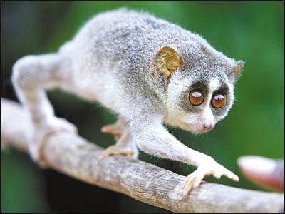 电风猴是什么？有图片吗？