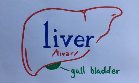 liver是什么意思