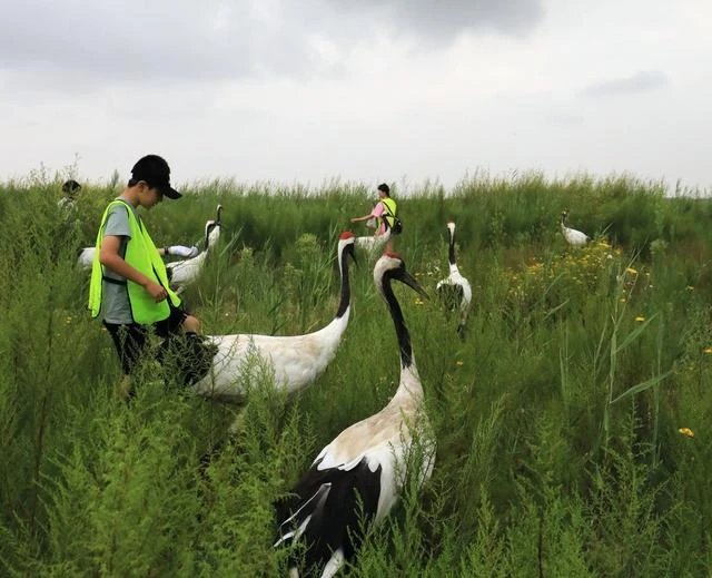 辽宁一老人去世，仙鹤到灵堂相送，为什么仙鹤会带来人类的生活区？