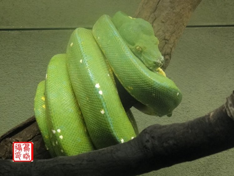 请问五颜六色是何肖？