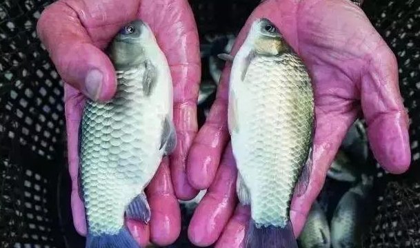 鲫鱼有软骨吗？