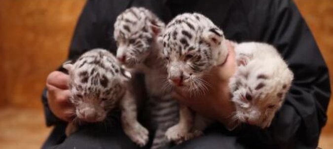 山东一动物园白虎产4仔，1只没墨了！官方作何科普？