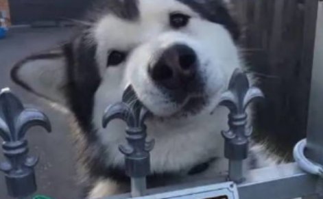 男童被恶狗咬死父亲接受55万和解，如何规范市民饲养宠物？