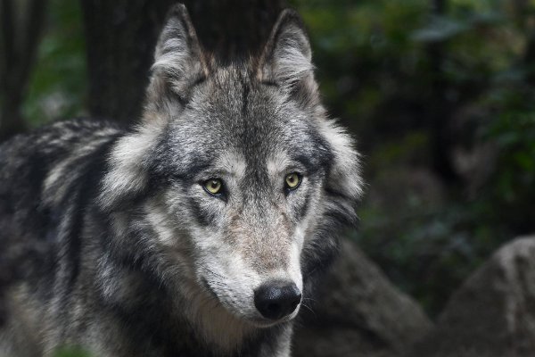 十大最凶猛的狼排名