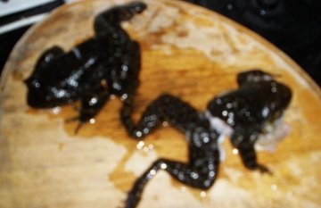 石鳞怎么炖才有营养