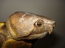 有尖嘴的乌龟吗