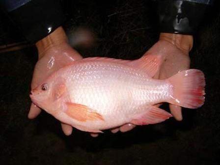 珍珠鱼是哪个鱼种的俗称？