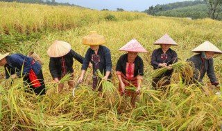 稷怎么读 稷如何拼