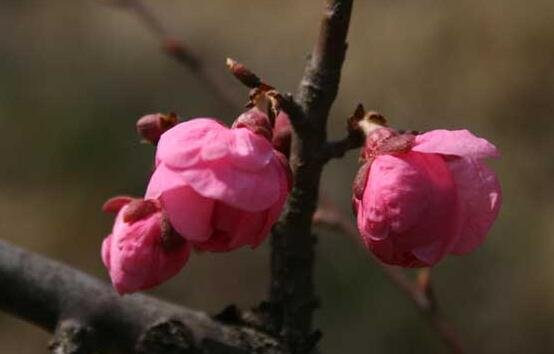 梅花形容什么人