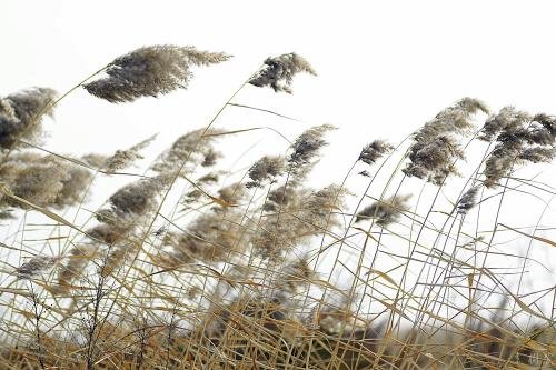 地球的风是从哪儿来