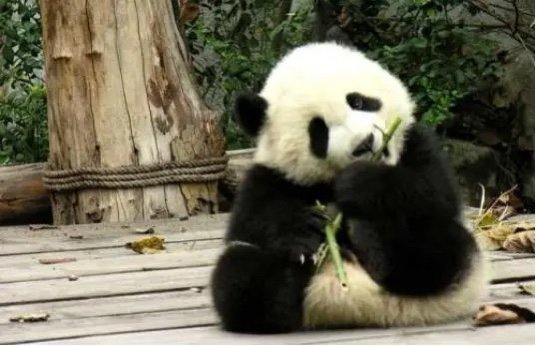 大熊猫吃肉不吃肉