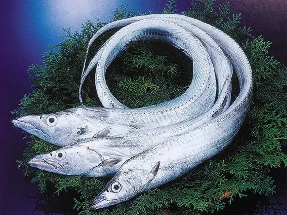 30种最常吃的深海鱼