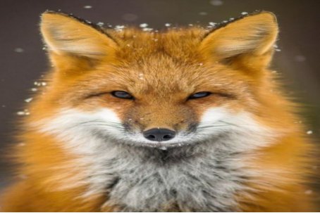 哺乳动物有哪些