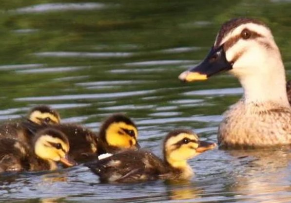 小鸭子在游泳扩写句子