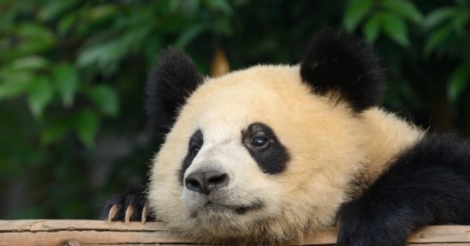大熊猫是不是猫啊?
