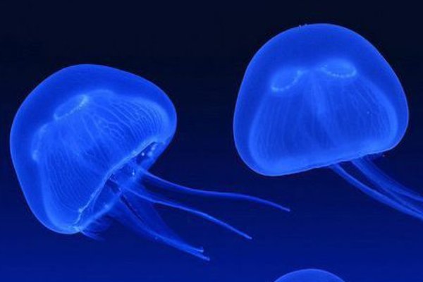 那些动物没有耳朵