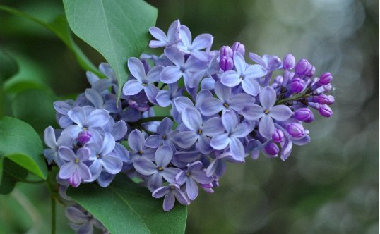 lilac英文名在老外眼中