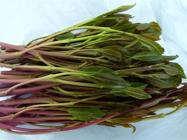 恰特草是什么？