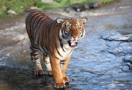 东北虎和华南虎有什么区别吗？