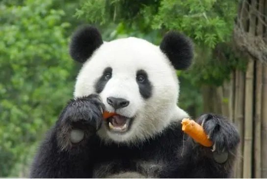 大熊猫吃肉不吃肉