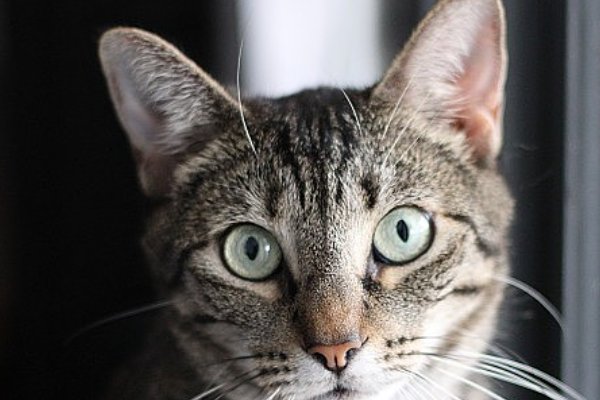 反犬旁的字有什么