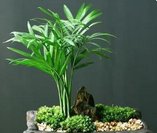 北方室内好养的大型绿植