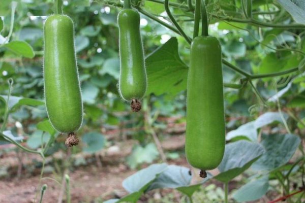 瓠怎么读什么意思