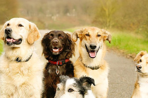 反犬旁的字有什么