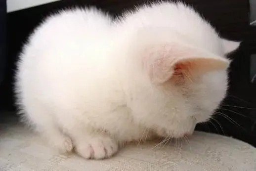 毛茸茸毛绒绒的区别