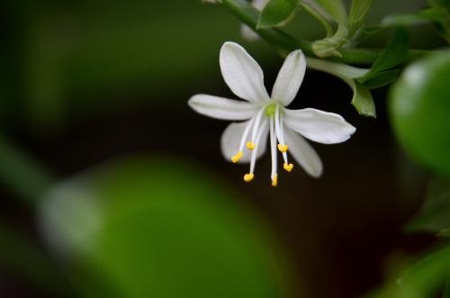 一天24小时，什么植物是最先开花的？