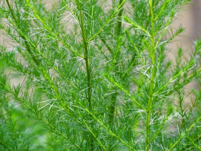 风滚草在中国叫什么能吃吗