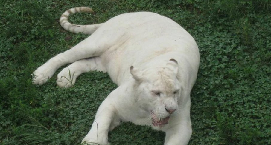 山东一动物园白虎产4仔，1只没墨了！官方作何科普？