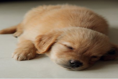 哺乳动物有哪些