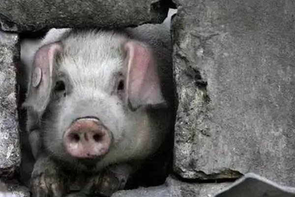 猪坚强活了多少年