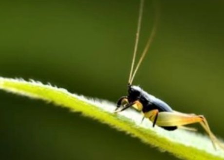 什么声音什么词