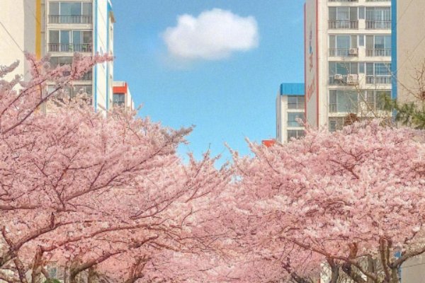 适合发樱花的朋友圈短句