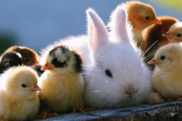 2024属鸡的要躲着谁