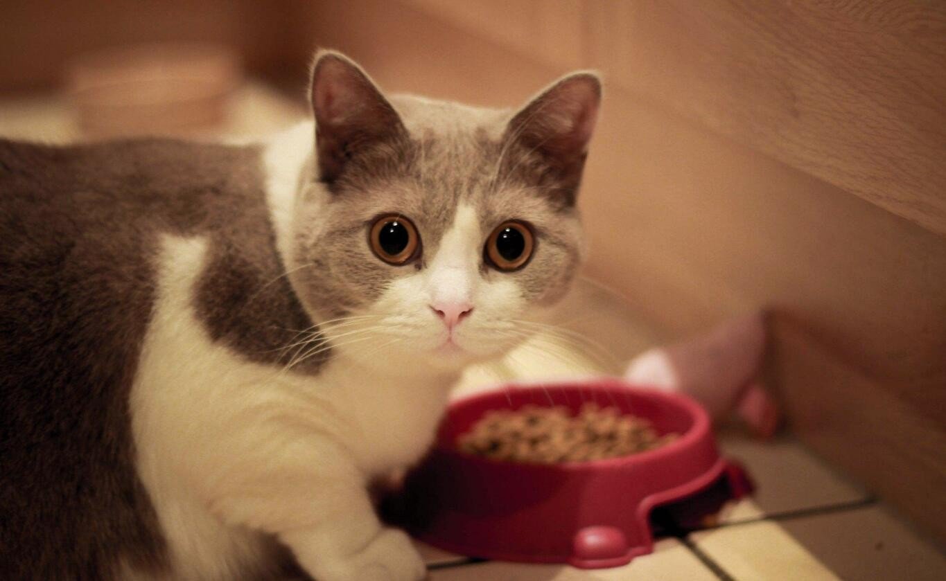 用可爱造句，可爱怎么造句