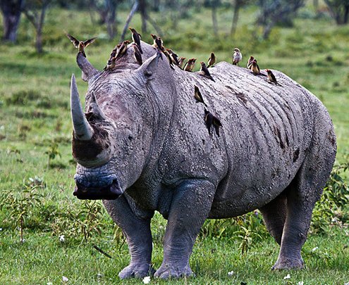 犀牛和犀牛鸟是什么关系？