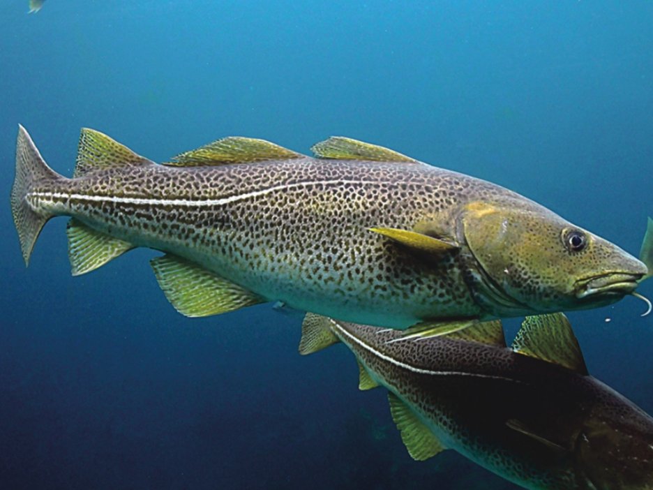 30种最常吃的深海鱼