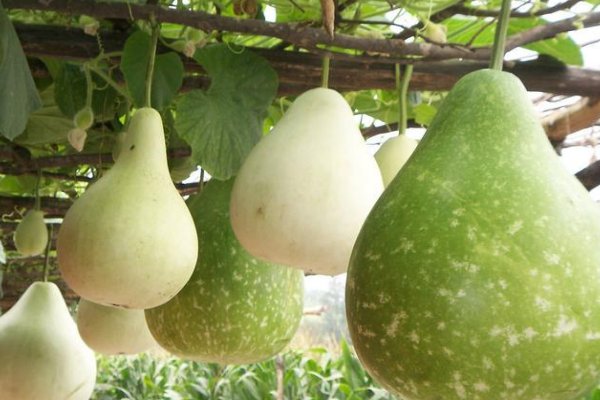 瓠怎么读什么意思