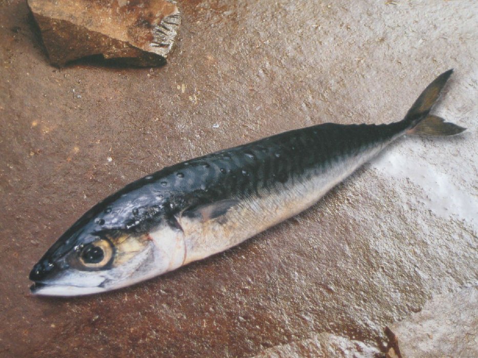 30种最常吃的深海鱼