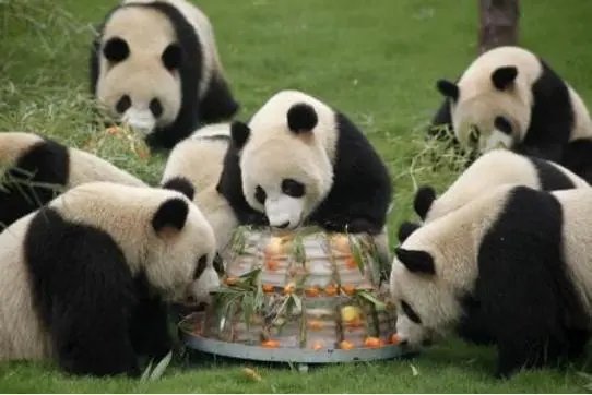 大熊猫吃肉不吃肉
