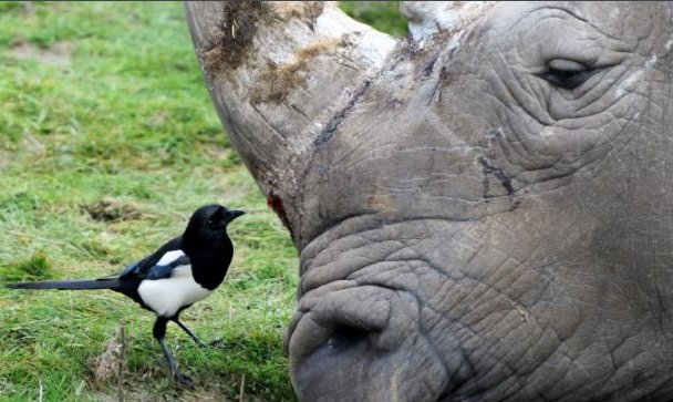 犀牛和犀牛鸟是什么关系?