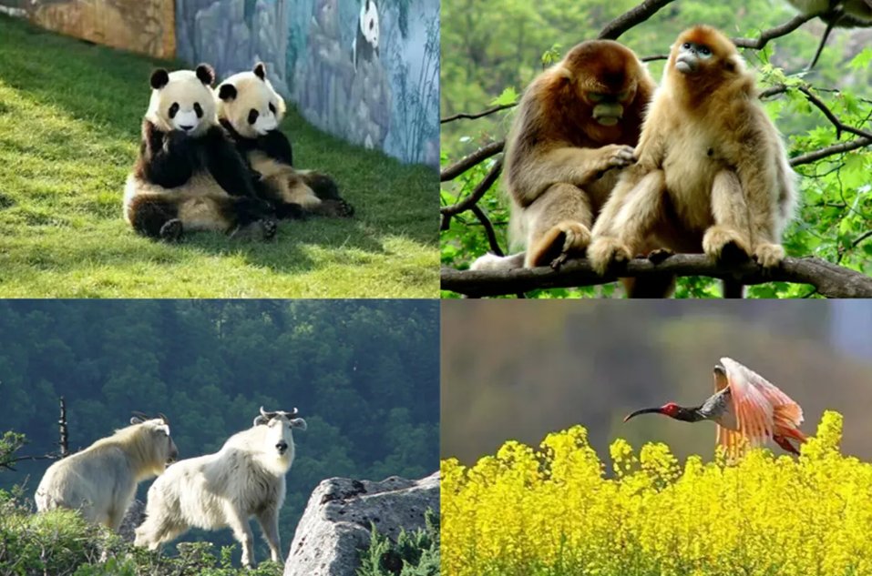 秦岭四宝是指什么