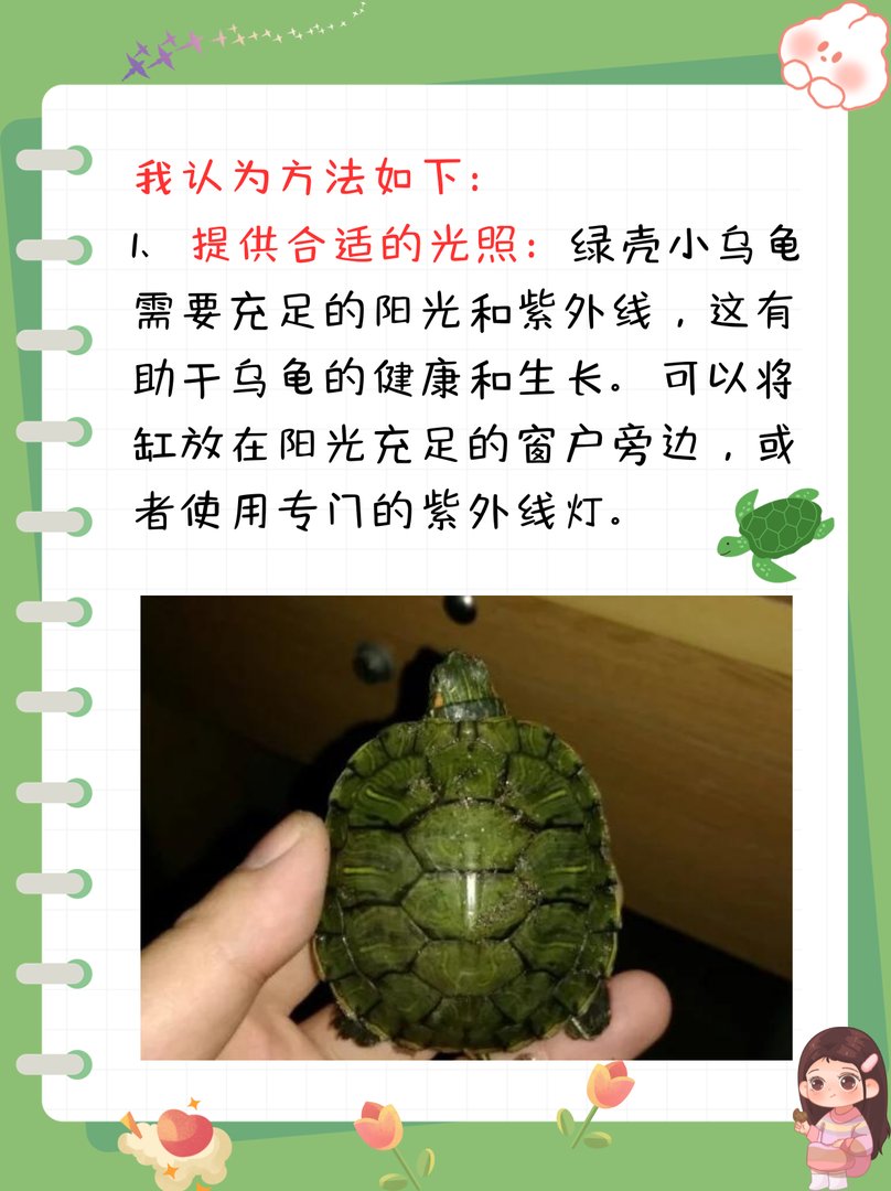 绿壳小乌龟怎么养