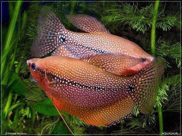 珍珠鱼是哪个鱼种的俗称？