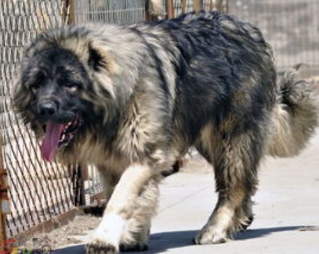 男童被恶狗咬死父亲接受55万和解，如何规范市民饲养宠物？